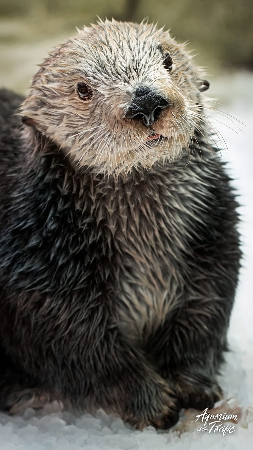 Otter - North American River Otter, & background, Sea Otter HD phone wallpaper