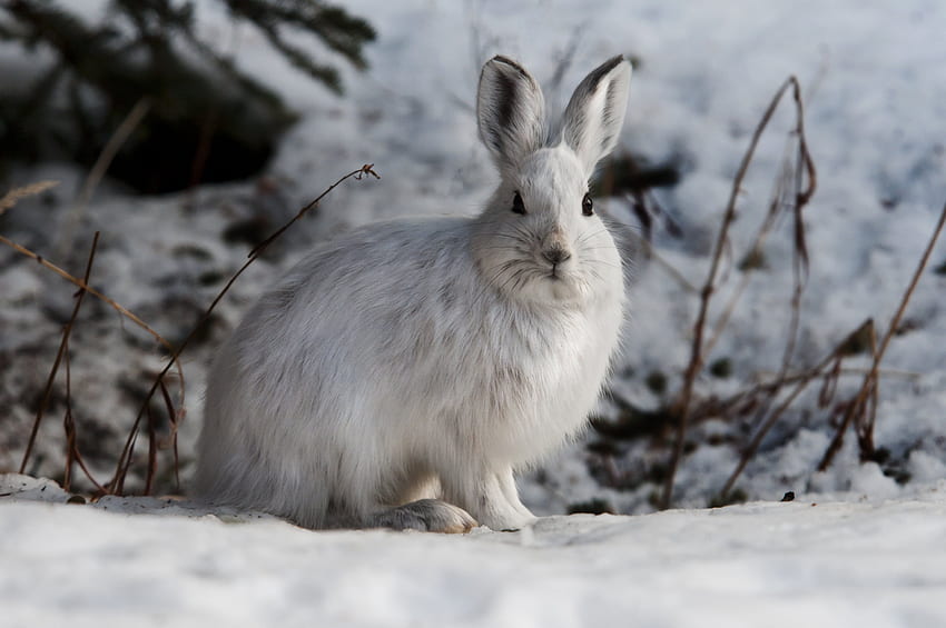 White rabbit on snow covered ground, snowshoe hare HD wallpaper