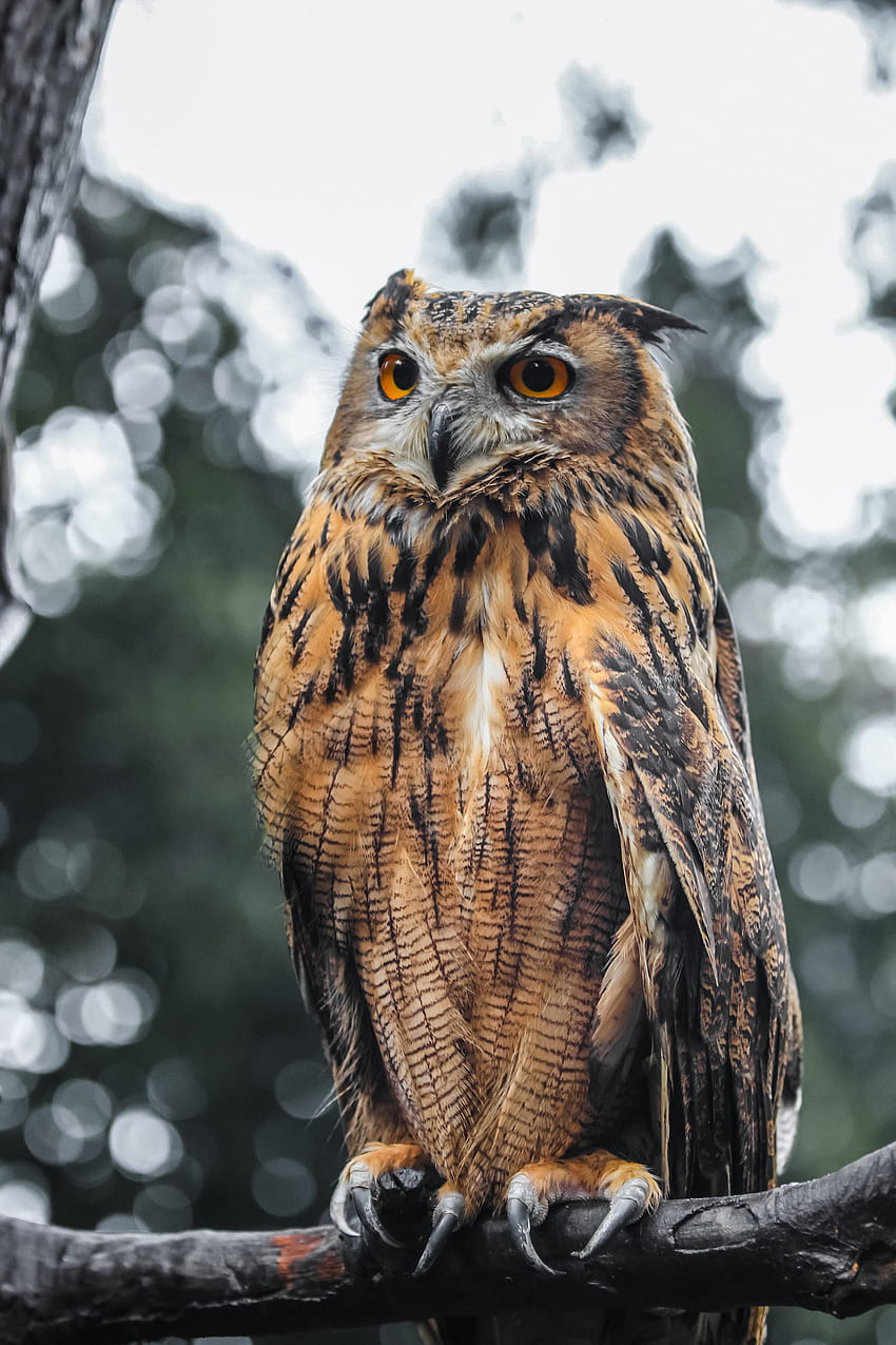 Animals, Owl, Bird, Brown, Wildlife, Eagle Owl HD phone wallpaper
