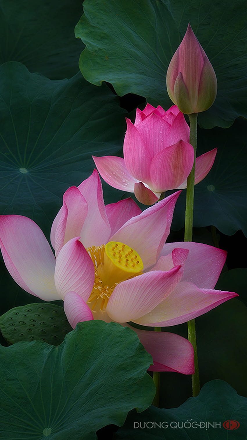 Lotusblume, rosa Blume HD-Handy-Hintergrundbild