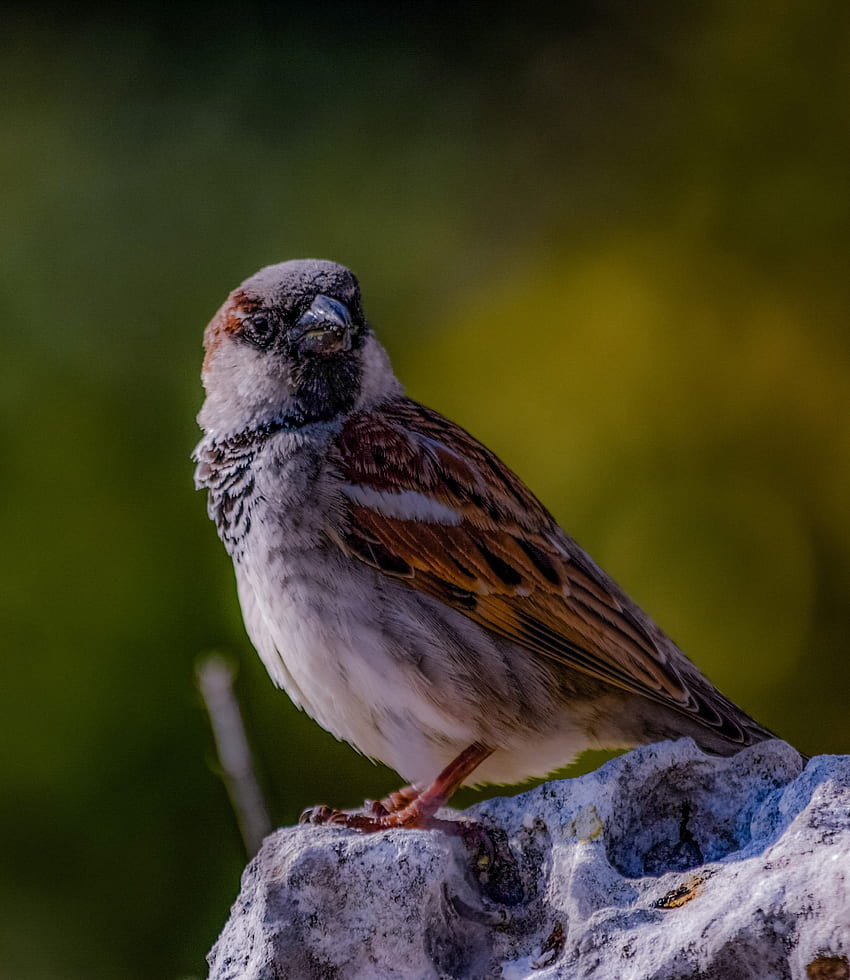 Portrait, sparrow, bird HD phone wallpaper