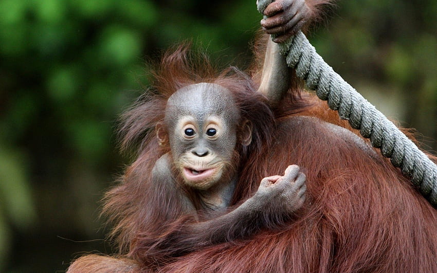 Wajah Monyet Mata Bayi . Picsin. Hewan, Bayi orangutan, Orangutan, Orangutan Lucu Wallpaper HD
