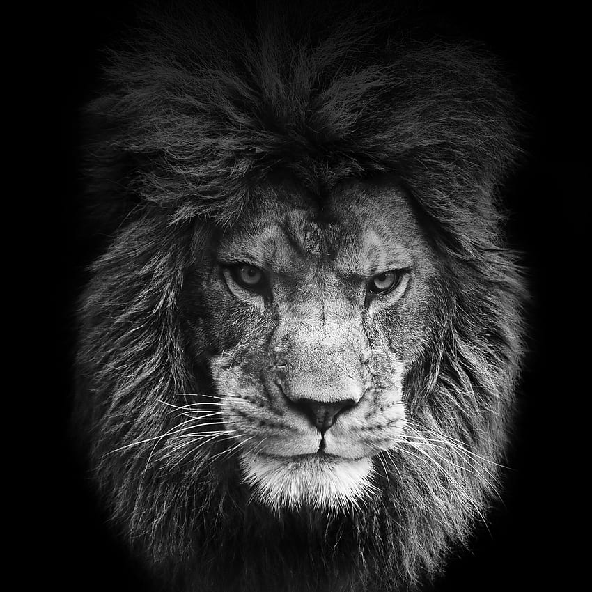 最も人気のある怒っているライオンの白黒 FULL HD電話の壁紙