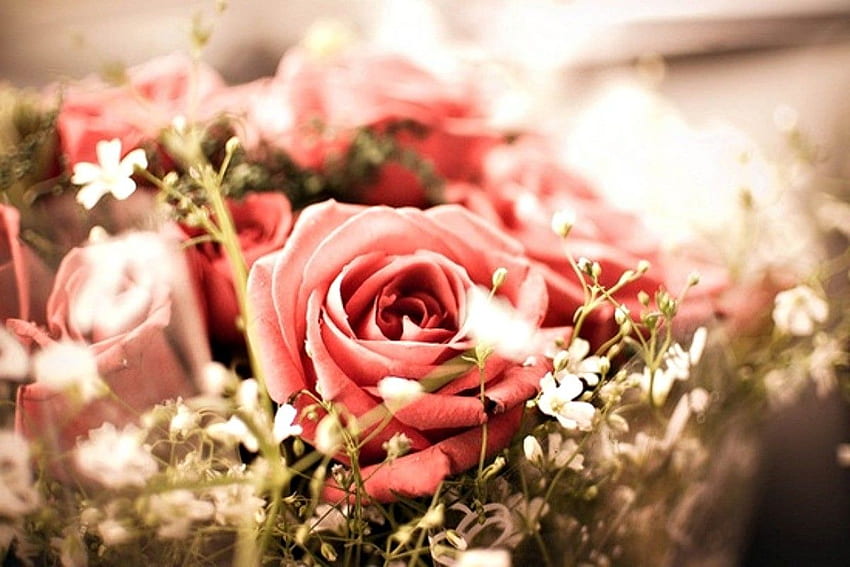 花: Life Up Rose ビンテージ ローズ ピンク 閉じる 花 まだ素敵です 高画質の壁紙