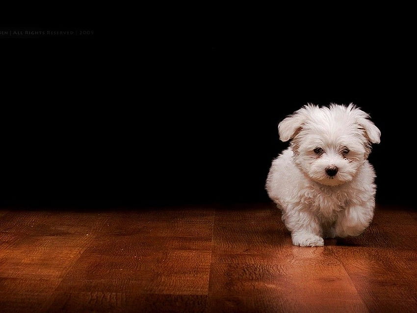 September 23, 2017: White Little Puppy Breed Animal Dog Sweet, Cool Dog HD wallpaper