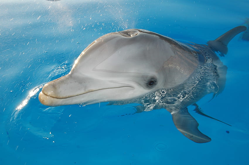 Delfin, woda, spojrzenie, biały Tapeta HD