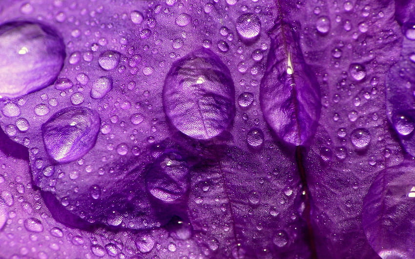 gocce d'acqua bagnate viola macro petali di fiori - Fiori della natura, natura viola Sfondo HD