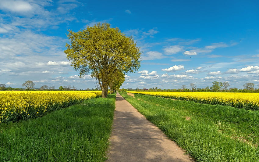 Jalan di Jerman, ladang, jalan, lobak, pohon, Jerman Wallpaper HD