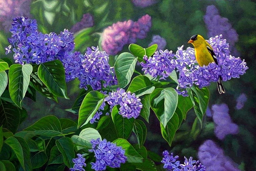 A Hint of Goldfinch, pássaro, jardim, pinturas, primavera, roxo, amor quatro estações, animais, natureza, flores papel de parede HD