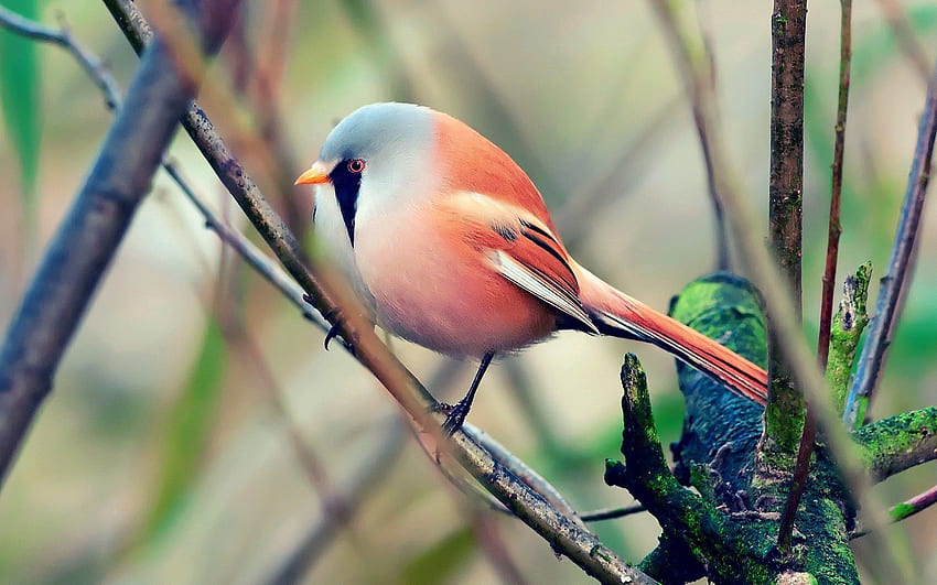 Animals, Bird, Sit, Beautiful, Color HD wallpaper