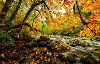 Forest stream in northern Germany, river, leaves, fall, colors, bridge ...