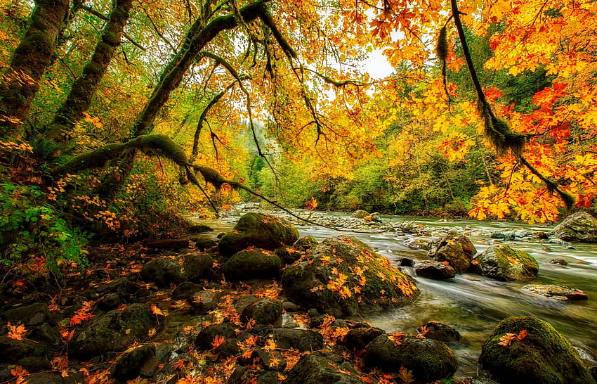 Sungai di hutan musim gugur, sungai, warna-warni, sungai kecil, musim gugur, daun, cabang, pohon, musim gugur, indah, hutan, dedaunan, aliran Wallpaper HD