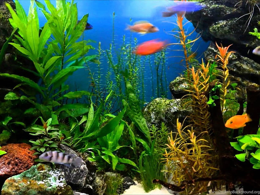 Aquarium High Resolution Background HD wallpaper