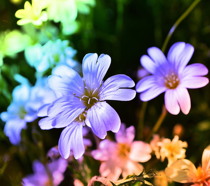 Mehrfarbige Blumen, blau, niedlich, Farben, Schönheit, süß, mehrfarbig, schön, Gras, orange, lila, rosa, Regenbogen, hübsch, grün, gelb, rot, Natur, Blumen, schön HD-Hintergrundbild