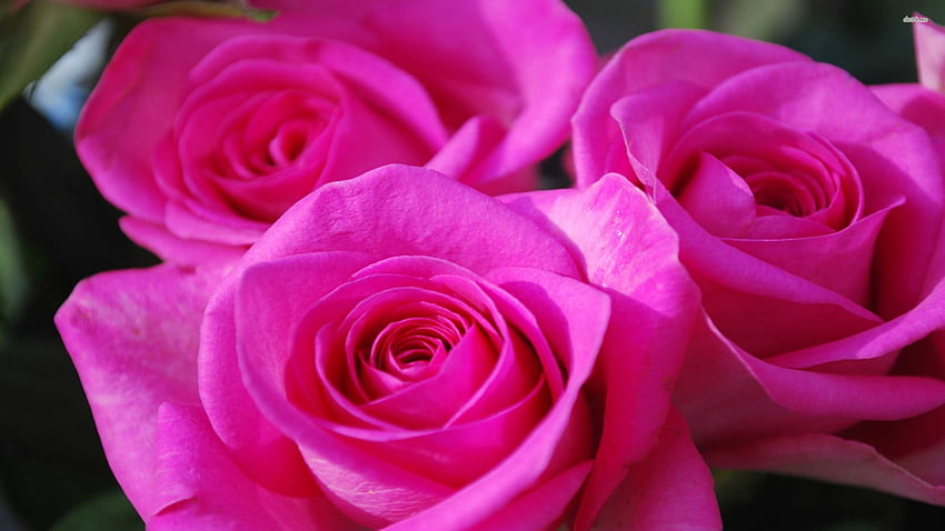 Beautiful pink roses - Flower HD wallpaper | Pxfuel