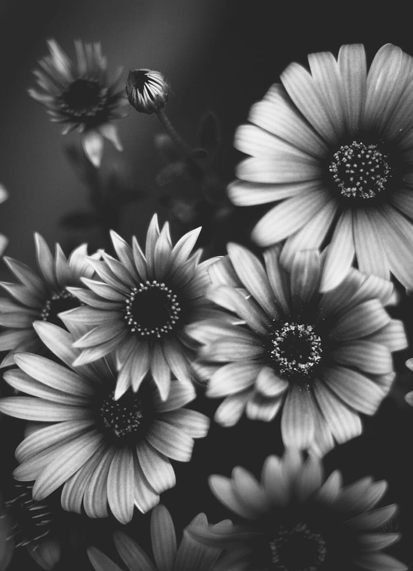 1900 Black And White Sunflower Stock Photos Pictures  RoyaltyFree  Images  iStock  Flowers