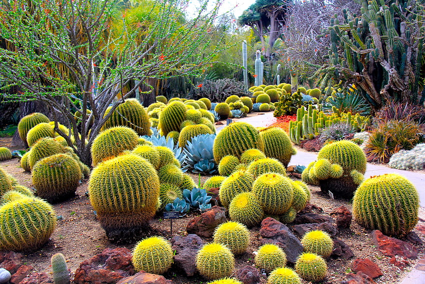 cactus / and Mobile Background, Cool Cactus HD wallpaper