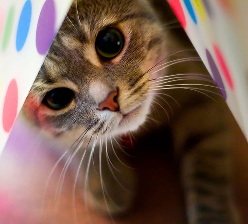 hide and seek, cats, cute, dots, blanket HD wallpaper