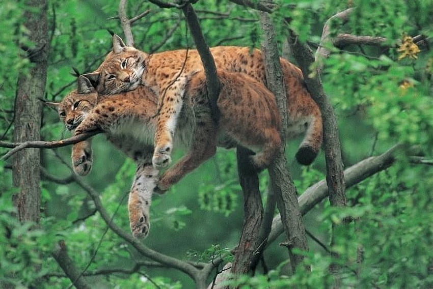 ฉันรักคุณมาก แมว แมวป่าชนิดหนึ่ง การนอนหลับ ต้นไม้ วอลล์เปเปอร์ HD