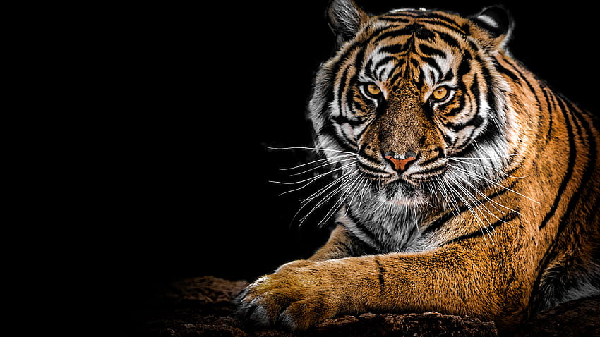 Retrato de tigre fondo de pantalla