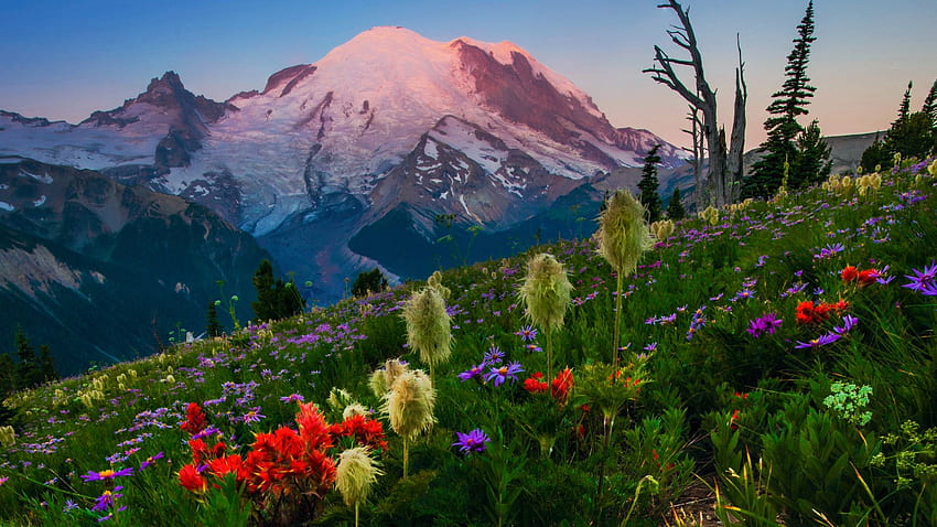 Cascade Range, Washington, Rainier Dağı, çiçekler, çiçekler, manzara, ağaçlar, gökyüzü, ABD HD duvar kağıdı
