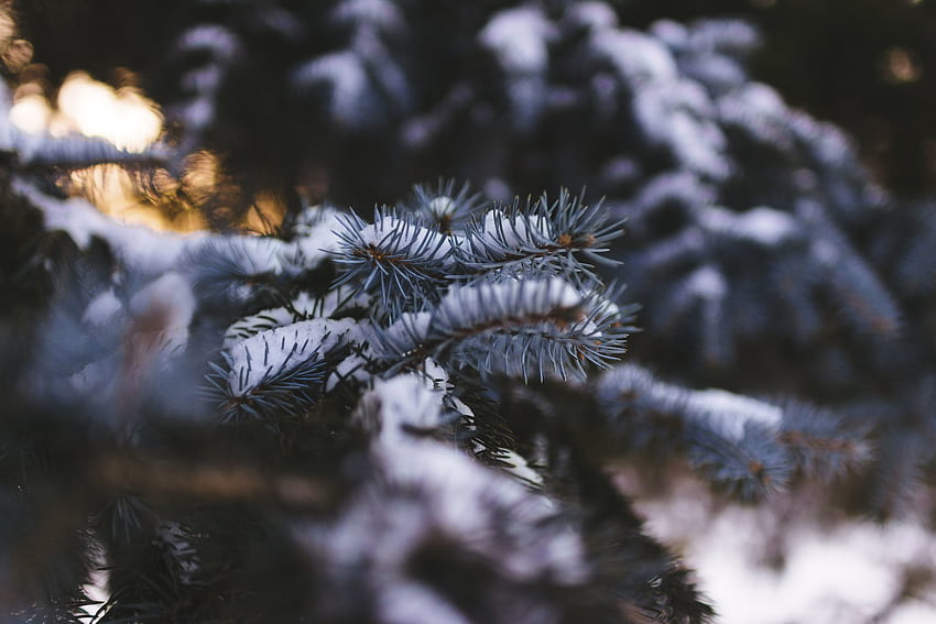 Nature, Snow, Blur, Smooth, Branch, Spruce, Fir HD wallpaper