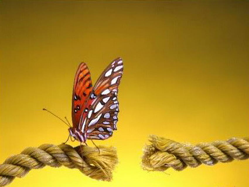 rope, hold, orange, butterfly HD wallpaper