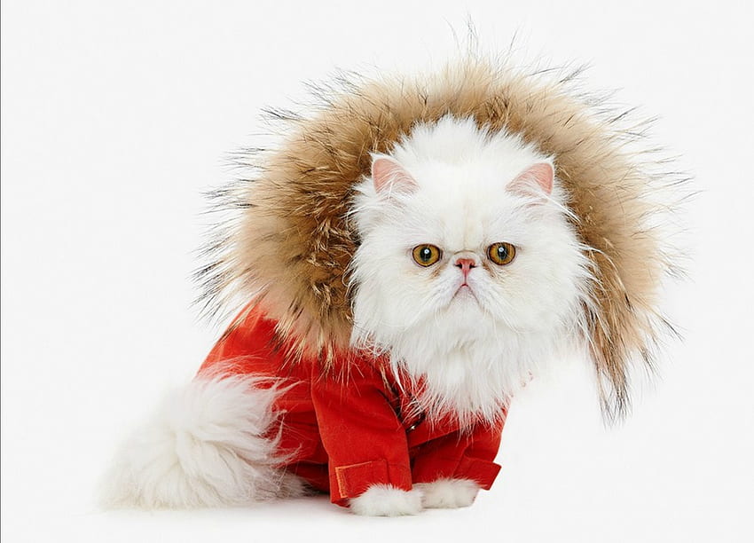 Kucing, pisica, musim dingin, bulu, putih, craciun, natal, merah Wallpaper HD