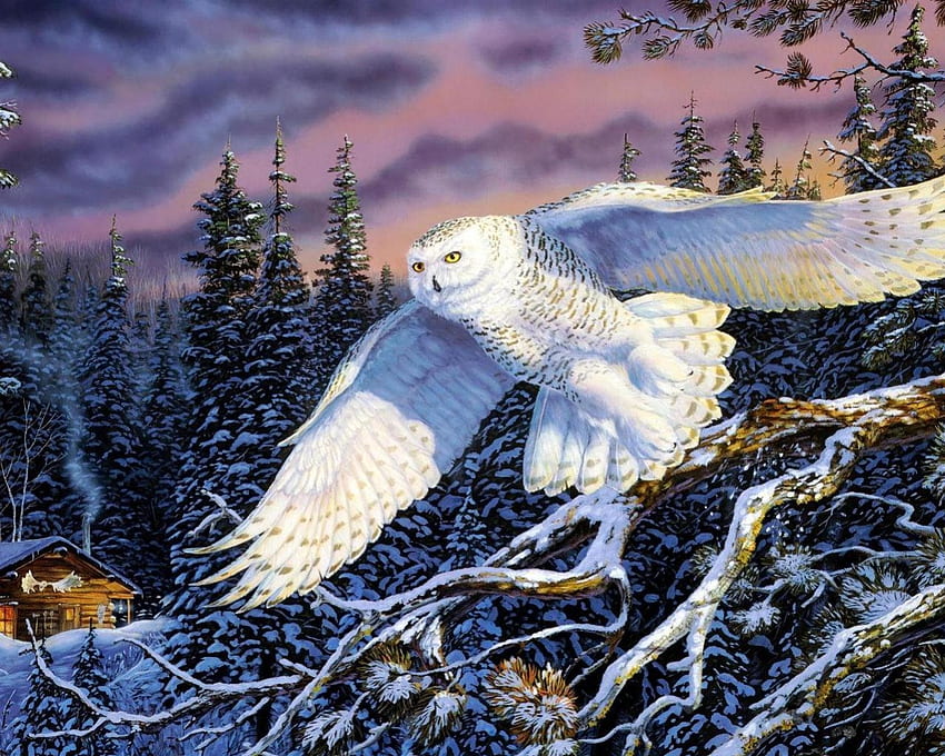 White owl, birds, owl, painting, animals HD wallpaper | Pxfuel