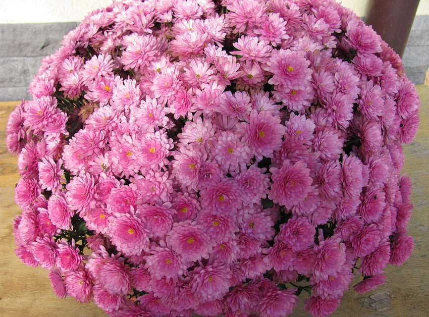 Flowers, Pink, Chrysanthemum, Ball HD wallpaper