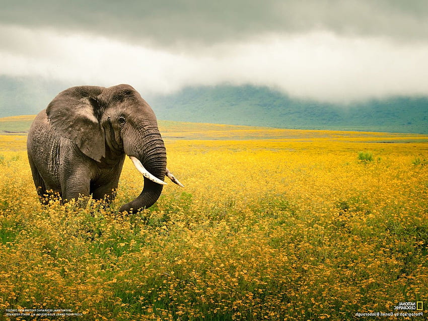Loài voi khổng lồ và thông minh, đang đứng trước nguy cơ tuyệt chủng. Hãy ngắm nhìn những hình ảnh động lòng người và bày tỏ tình yêu thương của bạn đối với những linh vật này.