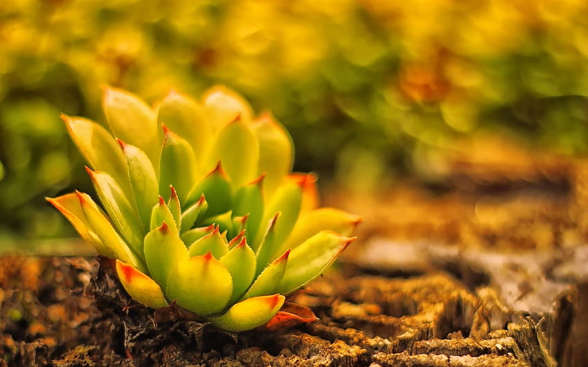 Land plant blur cactus ., Yellow Cactus HD wallpaper