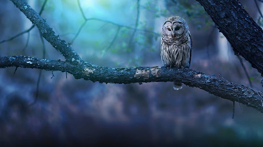 :-), blue, bird, bufnita, pasari, owl HD wallpaper