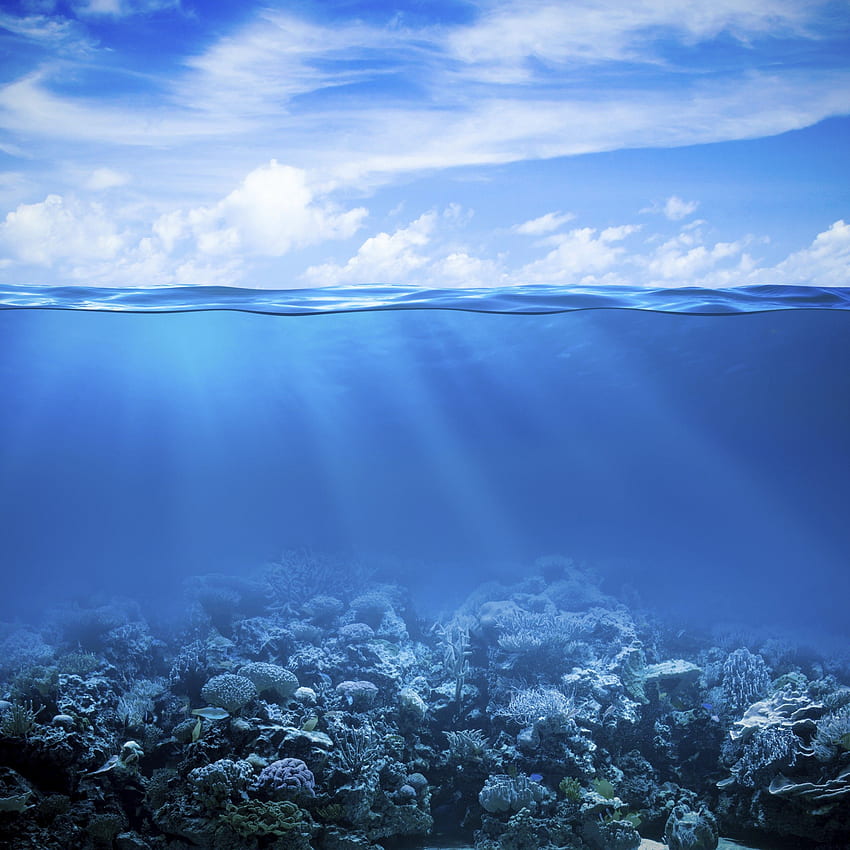 Коралов риф, Под морето, Под вода, , , Природа,. за iPhone, Android, мобилни устройства и море HD тапет за телефон