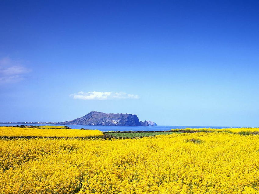 Le-champ-jaune-et-ciel-bleu, bleu, jaune, paysage, nuages, champs, ciel, nature Fond d'écran HD