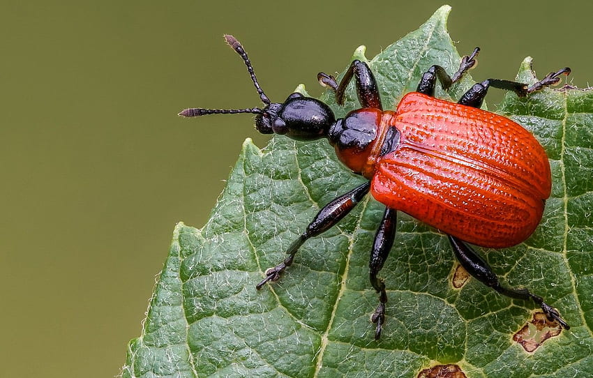 makro, merah, hijau, latar belakang, daun, kumbang, serangga, bug untuk , bagian макро Wallpaper HD