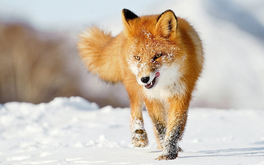 Animals, Winter, Snow, Fox, Run, Run Away HD wallpaper