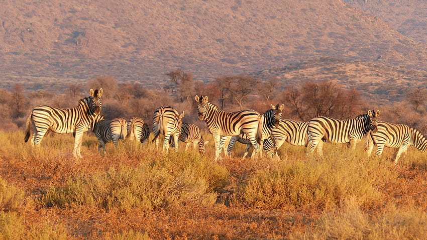 zebra, herd, savannah, pasture u HD wallpaper