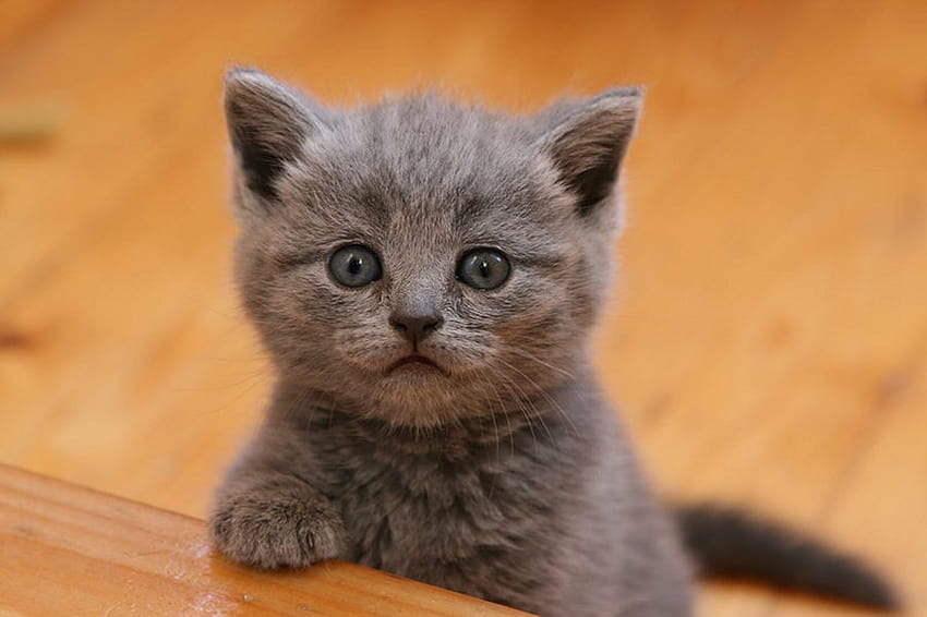 Baby cat, sweet, animal, kitten, grey, baby, cat HD wallpaper