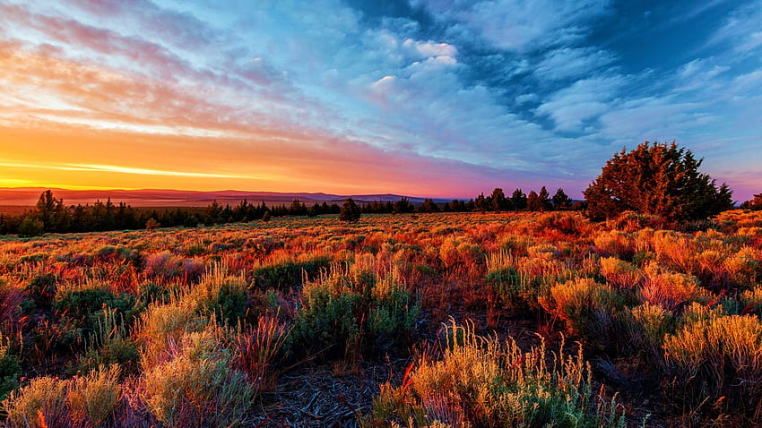 Sunset in the Oregon Desert, plants, clouds, colors, landscape, sky, usa HD wallpaper