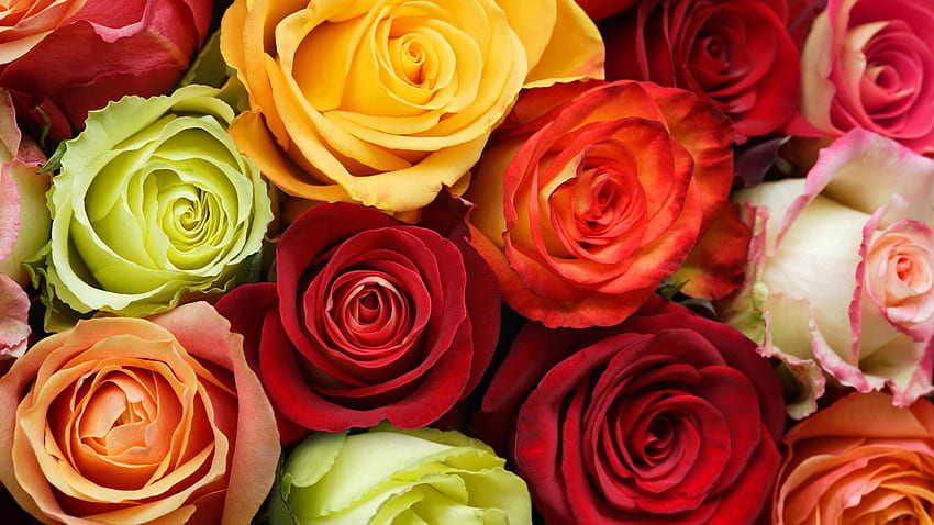 Flores, Rosas, Multicolor, Belleza, Capullos fondo de pantalla