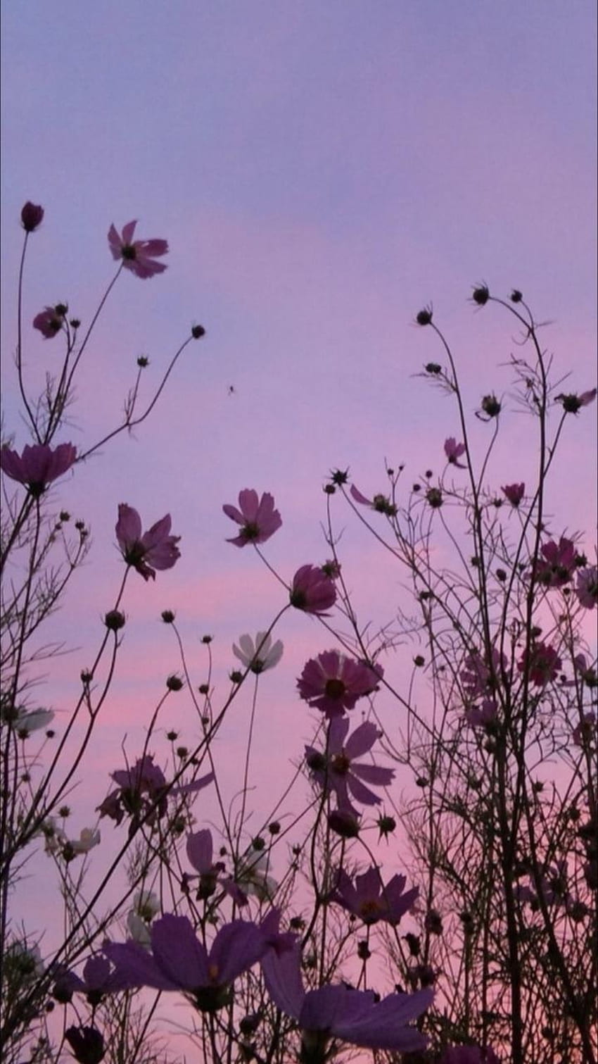 Aesthetic Pink Flowers - Largest Portal, Cute Aesthetic Flower HD phone  wallpaper | Pxfuel