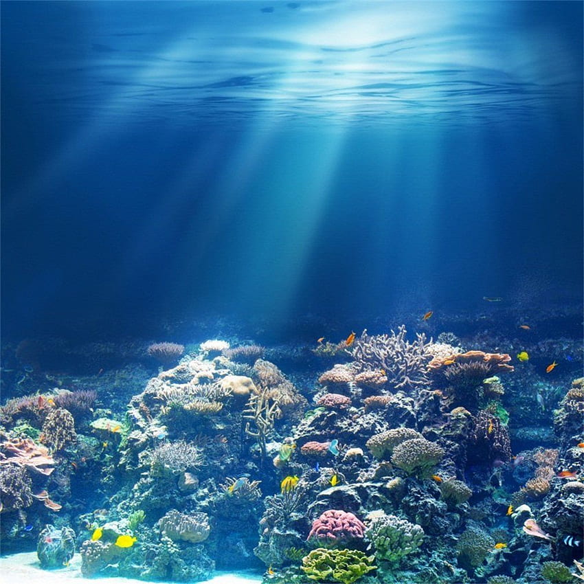 CSFOTO ft Sea Underwater Coral Reef พื้นหลัง Ocean Diving Vacation Resort Blue Deep graphy ฉากหลังที่สวยงาม Biology Studio Props Artistic Portrait Room Decoration : Camera & วอลล์เปเปอร์โทรศัพท์ HD