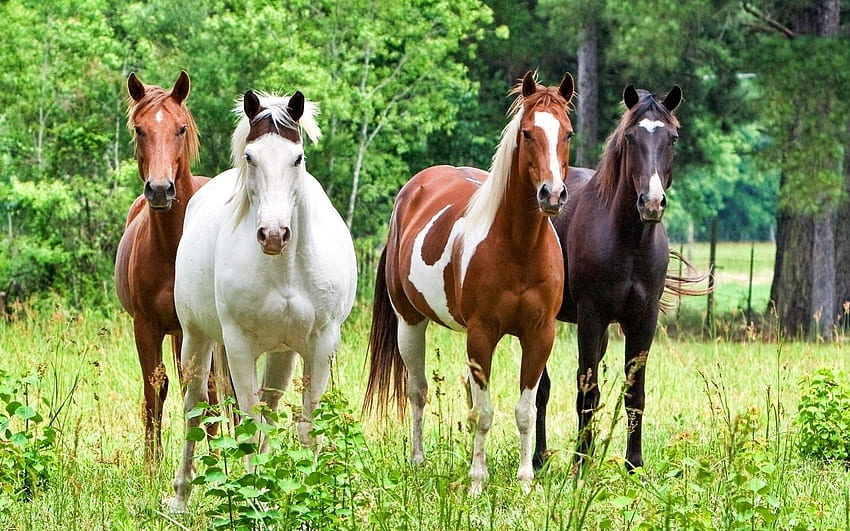 動物, 草, 馬, 色, 群れ 高画質の壁紙