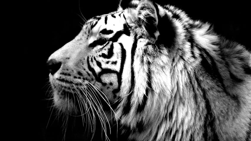 Black And White Tiger Roar, Awesome White Tiger HD wallpaper | Pxfuel