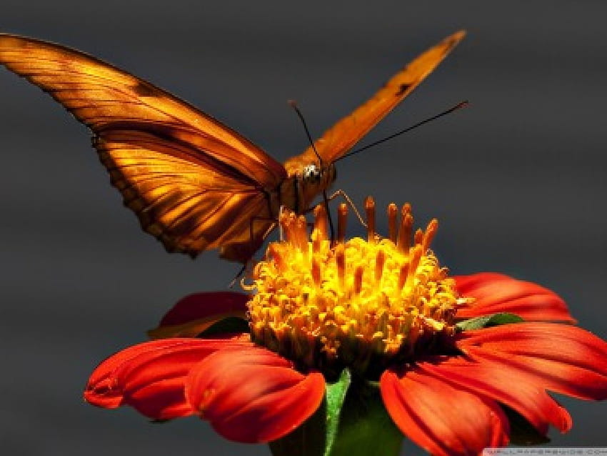Lądowanie na stokrotce, piękne, dzikie, pomarańczowe, piękno, zbliżenie, motyle, tło, motyl, zwierzęta, stokrotka, kwiat, natura, śliczny, makro Tapeta HD