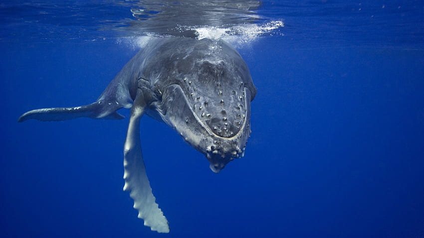 baleia, aquático, mar, animal, grande, mamífero, adorável papel de parede HD
