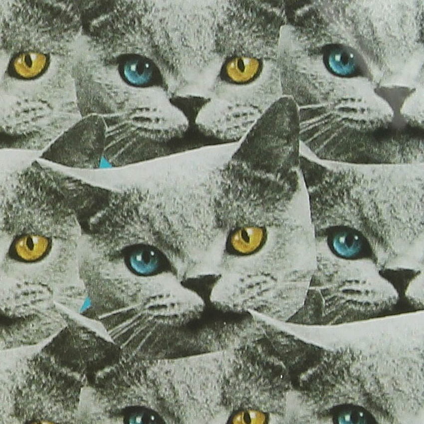 odd future cat wallpapers