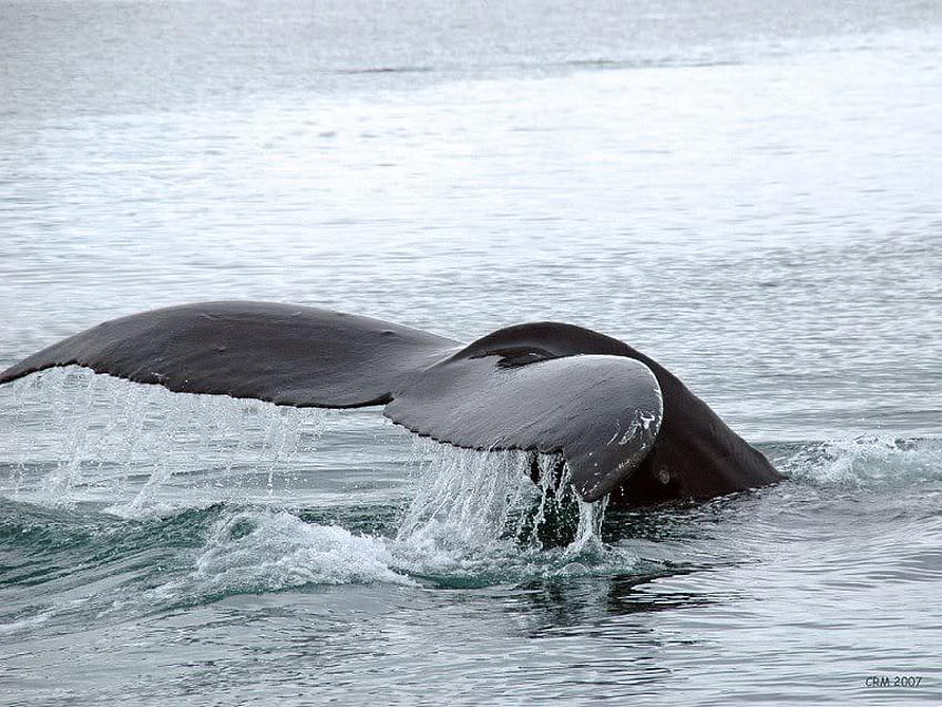 Una ballena de cola, ballena, cola, agua, océano fondo de pantalla