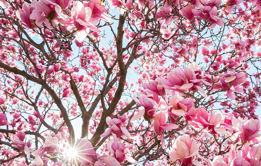 fiori, albero, primavera, Magnolia per , sezione цветы Sfondo HD